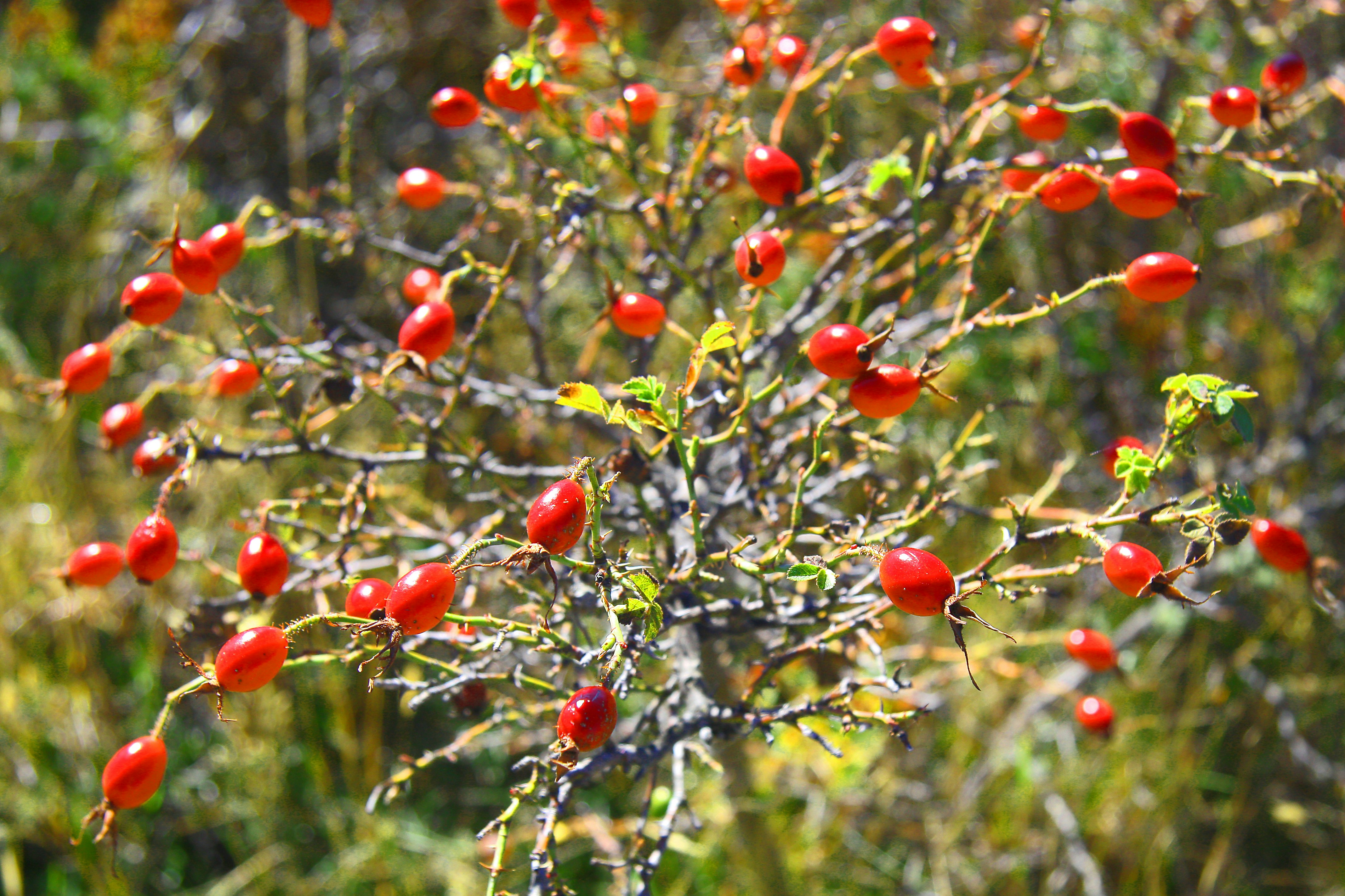 red round fruits on tree during daytime